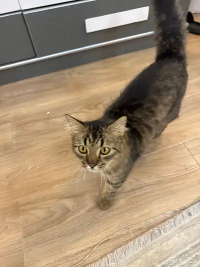 قط تبني   ضائع 0