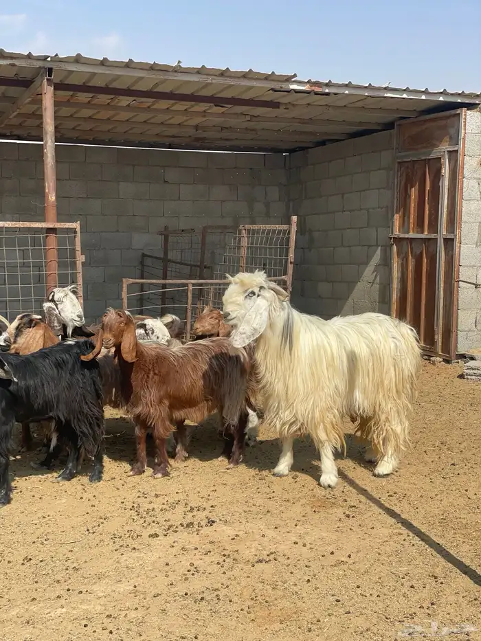 معزا دفيع بفحلها 0