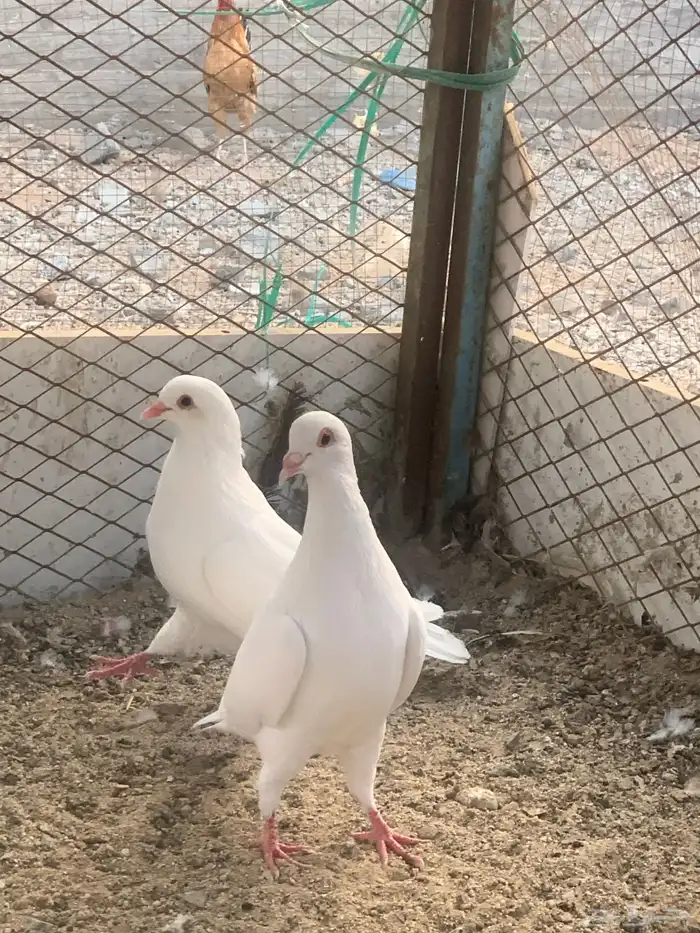 للبيع الزوج ب70 1