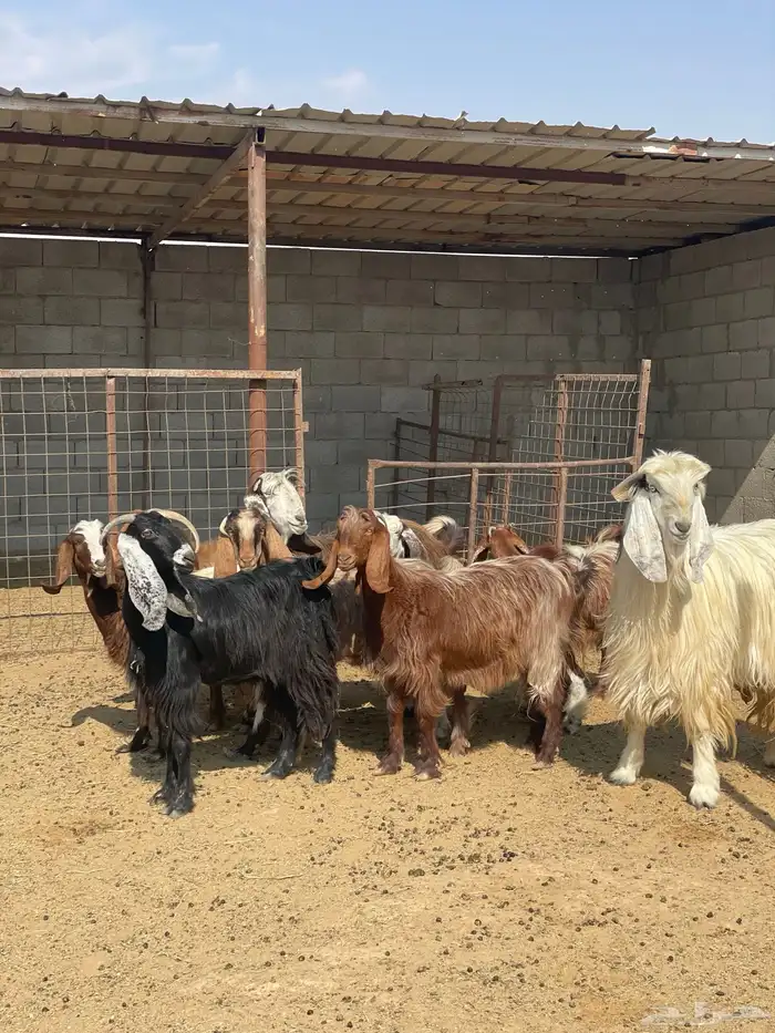 معزا دفيع بفحلها 1