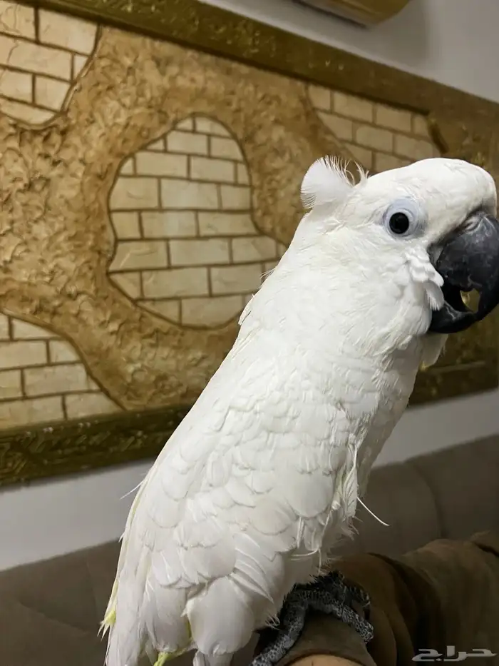 كوكاتو امبريلاء 0