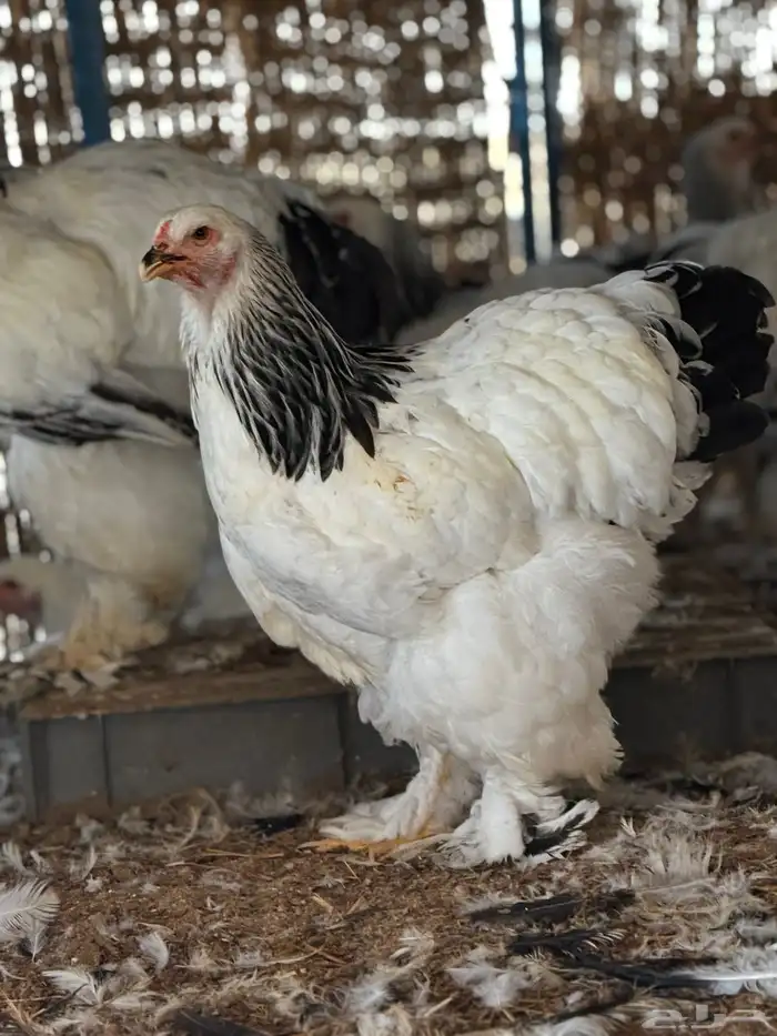 براهما كولمبي بشاير سلالة كونك 1