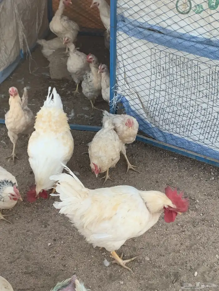 دجاج لوهمان 4