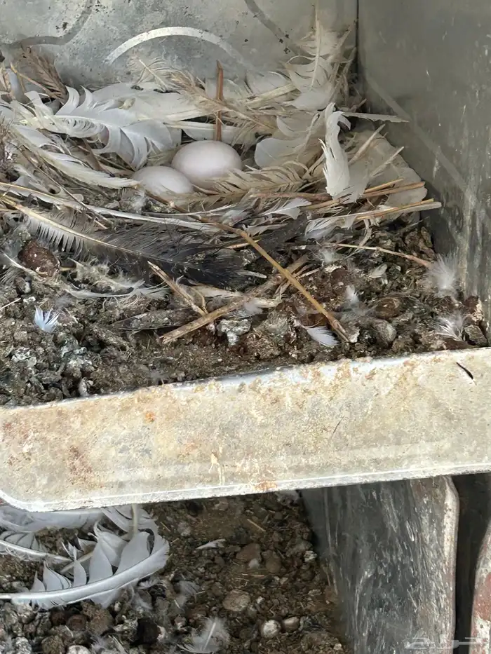 حمام فرنسي سوبر 6