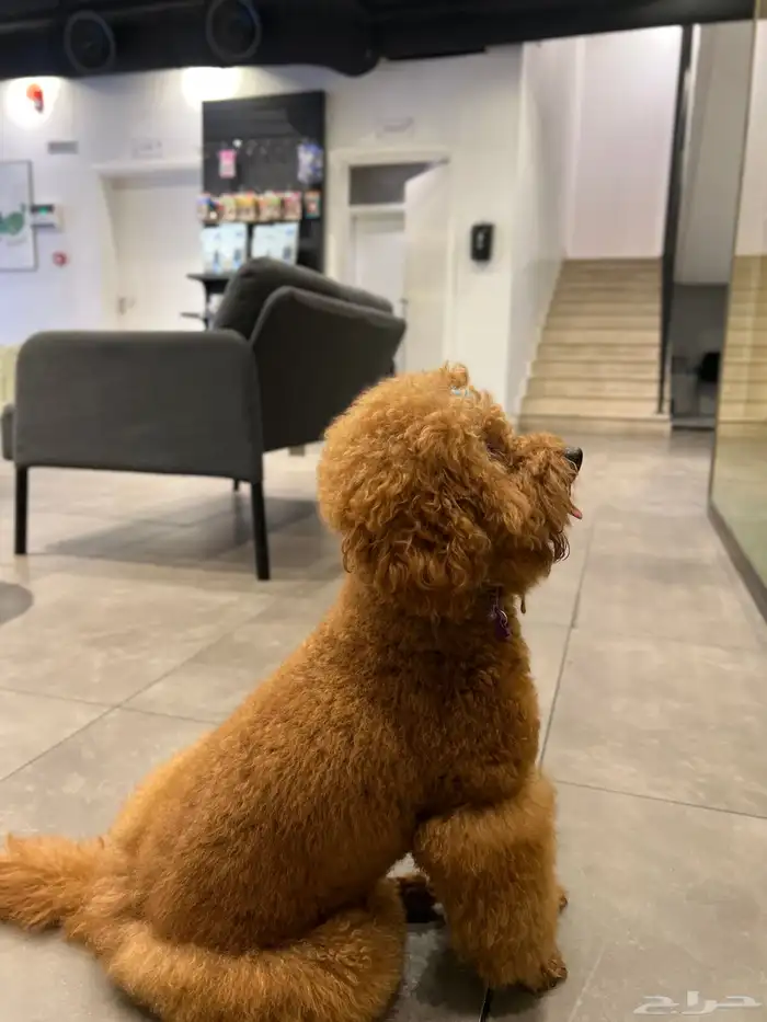 للبيع كلب بودل 3