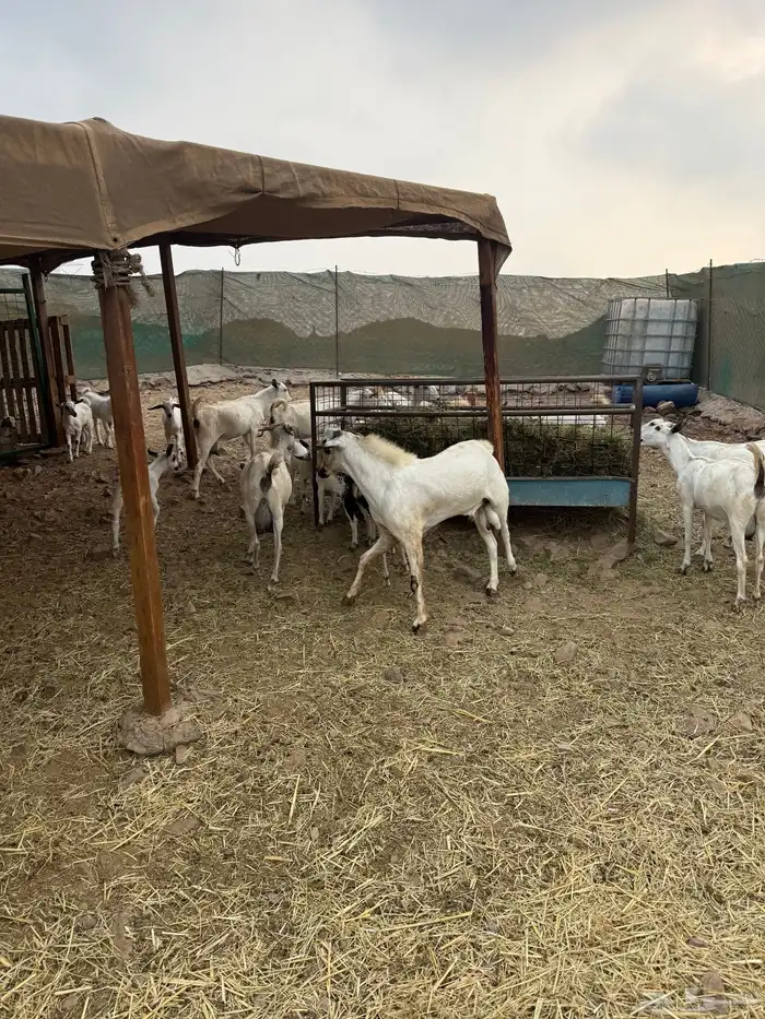 ماعز بيشي صنف الصنف جفار ثنايا مواليد 6