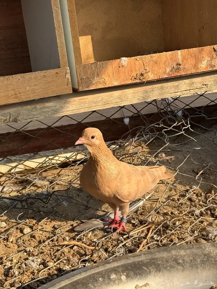 حمام صنعاني 0