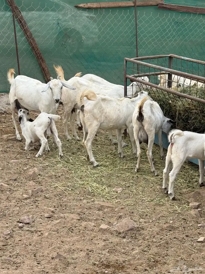 ماعز بيشي صنف الصنف جفار ثنايا مواليد 3