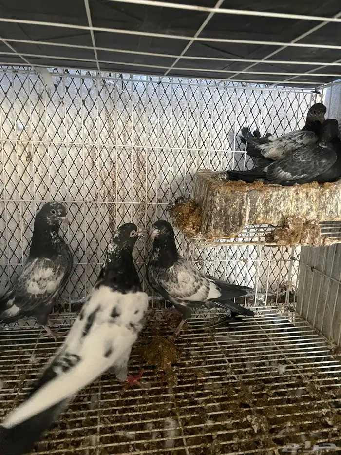 زوج تيدي مع طباته 0