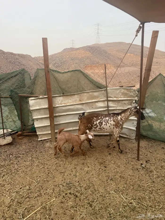 عرض وبيع عنز يتبعها جفرتين 5