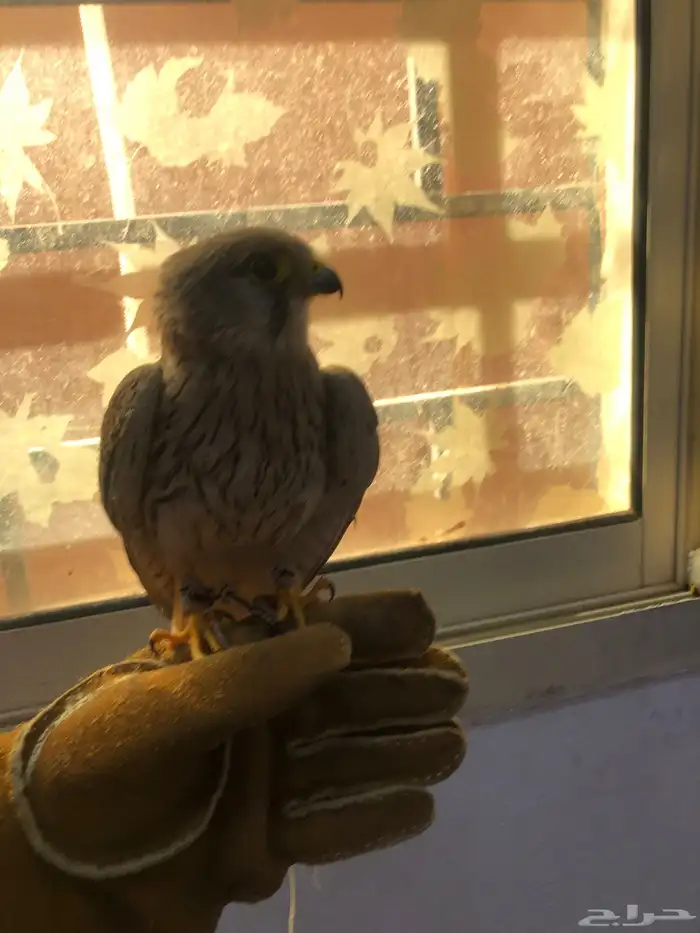 شبوط للبيع 1