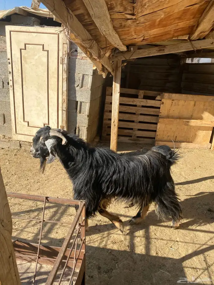 4 عروض حلال مشروطة وطيبة 20