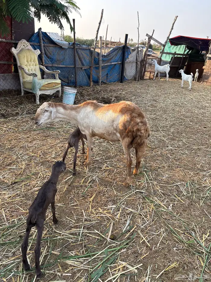 نعجه هجين سواكن جرم هايل ماشاءالله 4