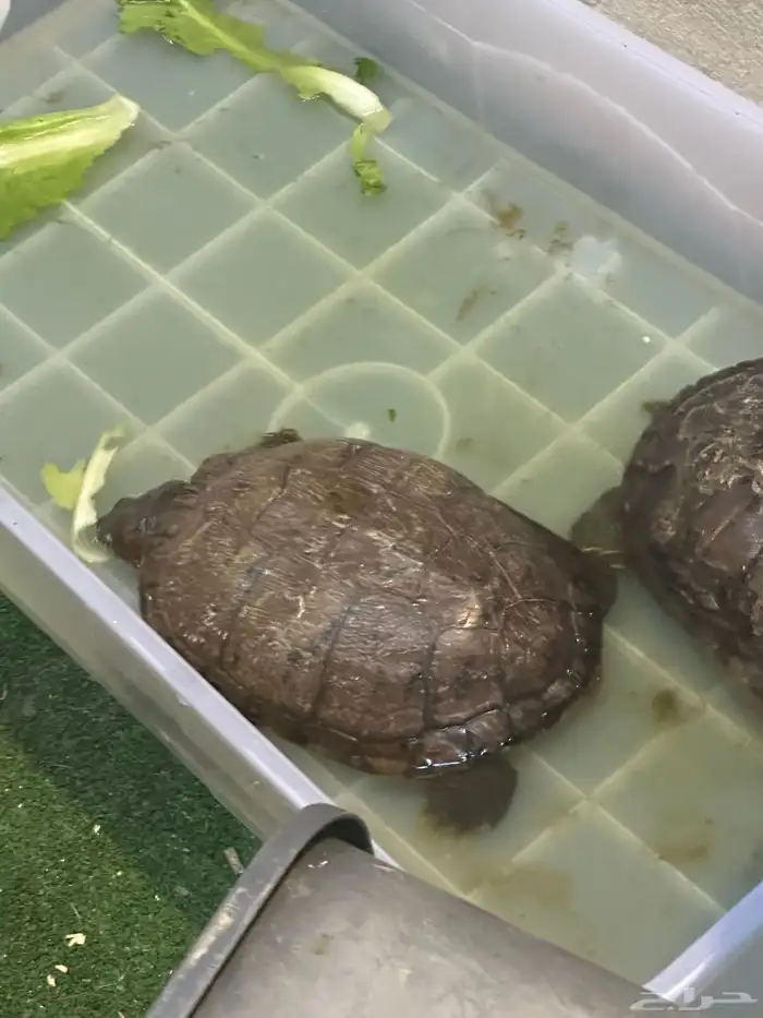 أرنب انذرلاند قزم العيون مكحله و همتارو.وسلاحف بريه وبرمائية 9