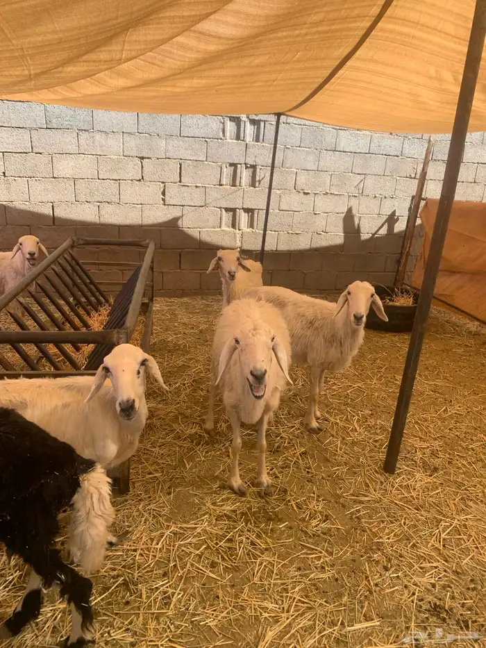 ضان اباكير متابيع 10