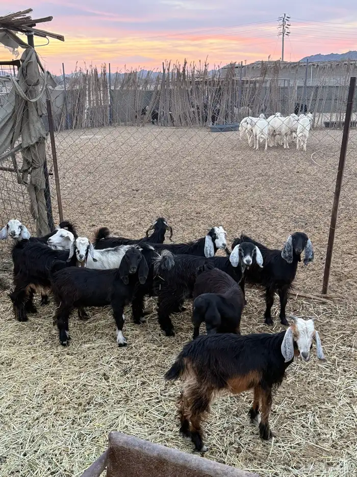 تيوس وجفار 1