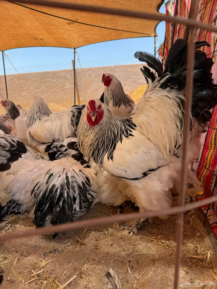 دجاج براهما سلالة كونك بياض 10