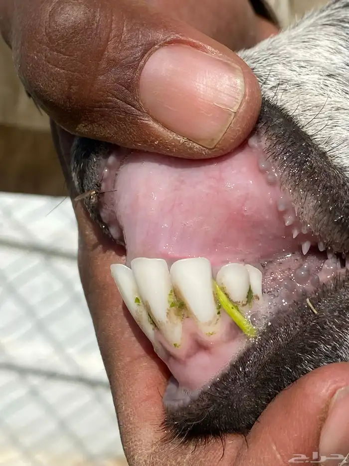 يامدورين الحليب معزا عارضيات حليب وافر شرط 18