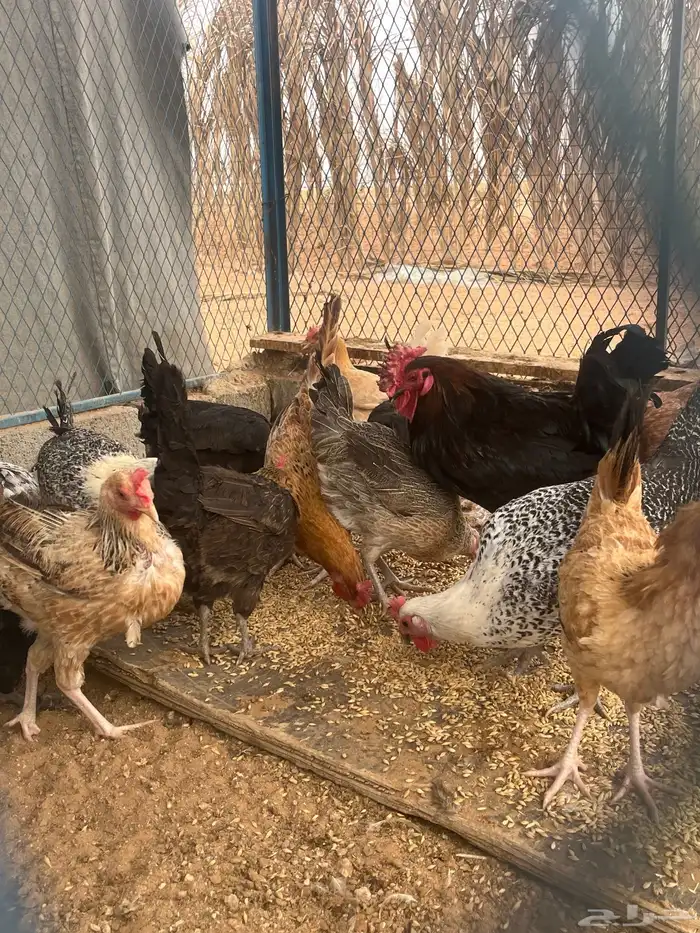 دجاج بلدي وفيومي للبيع 1