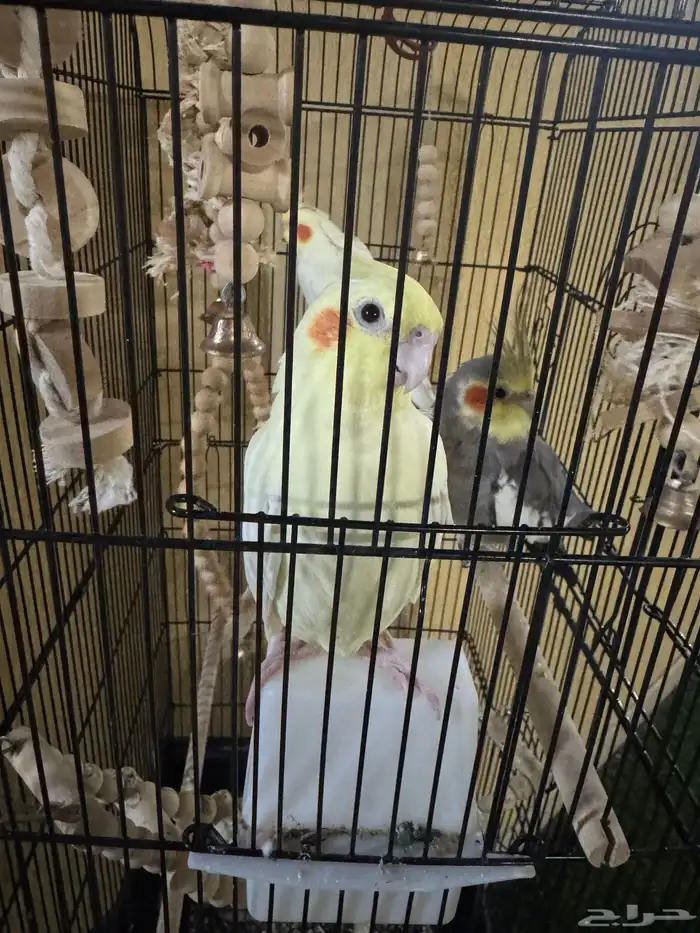 طيور كروان 0