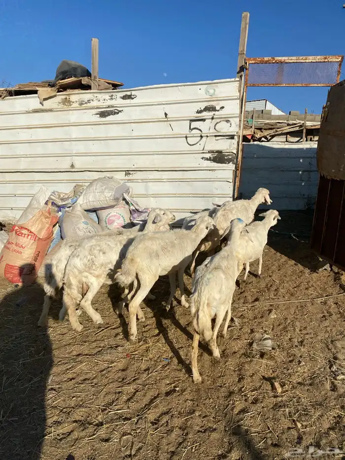 4 عروض حلال مشروطة وطيبة 29