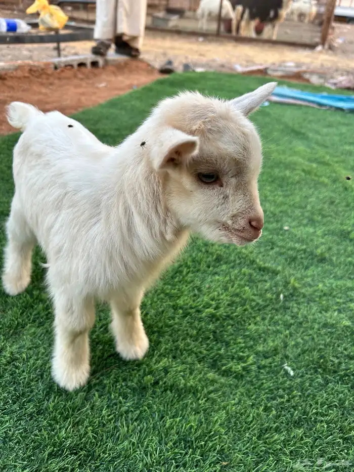 تيس قزمي للبيع 0