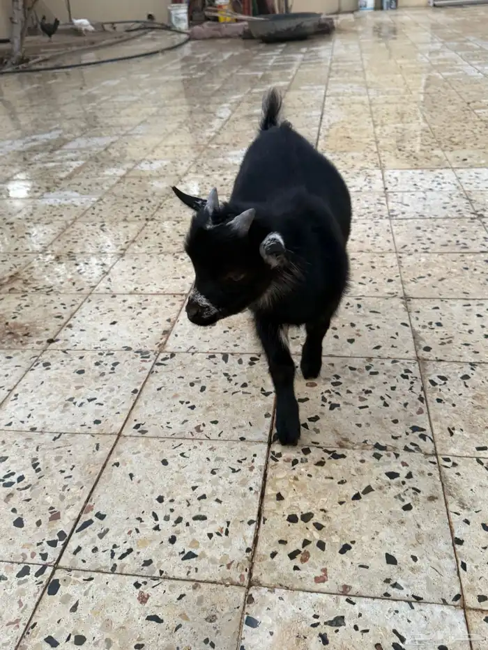 للبيع تيوس قزم 10