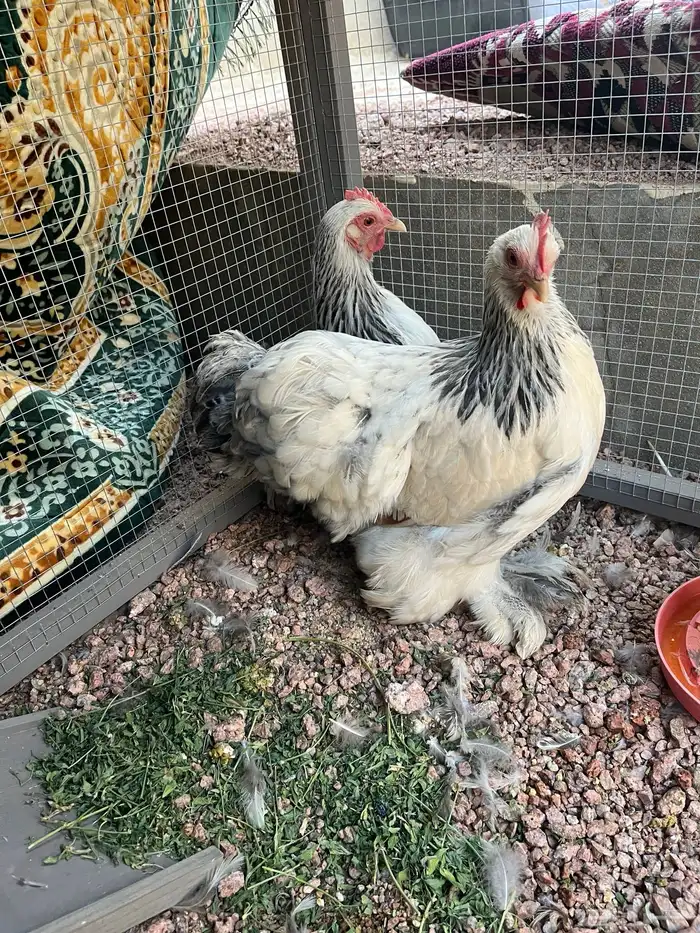 دجاج كوشن كولمبي قزم هادئ بياض(تم البيع ) الله يبارك للجميع 2