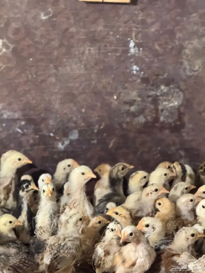 صوص بلدي توب 4