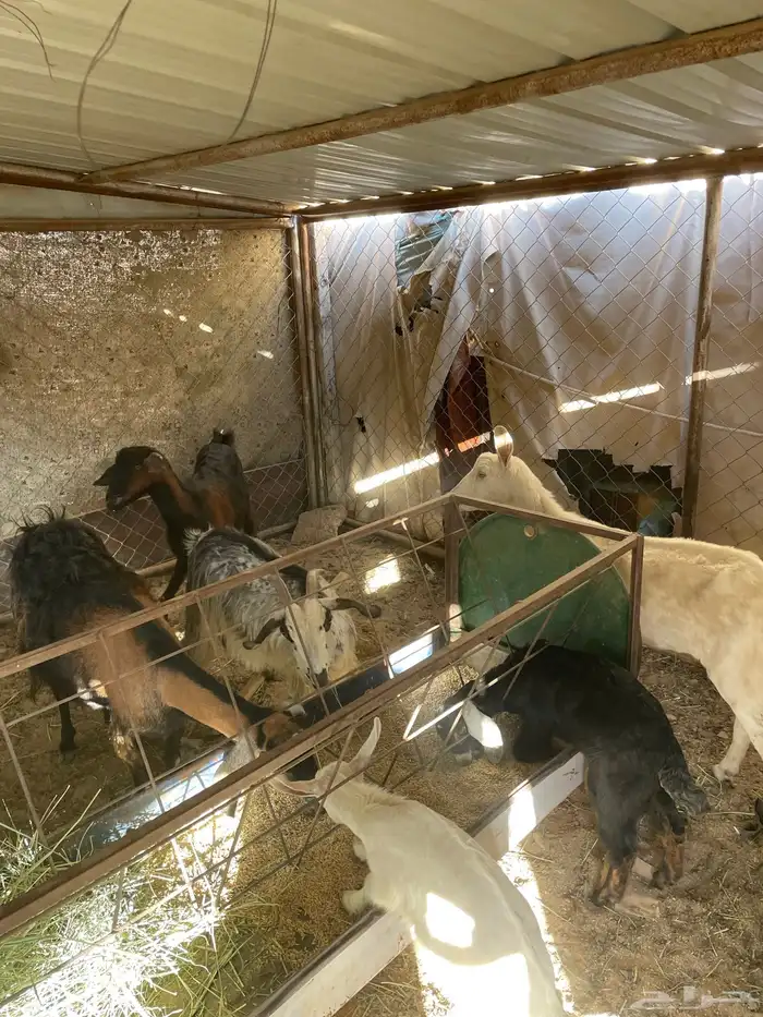 معزا دفيع وولد 1