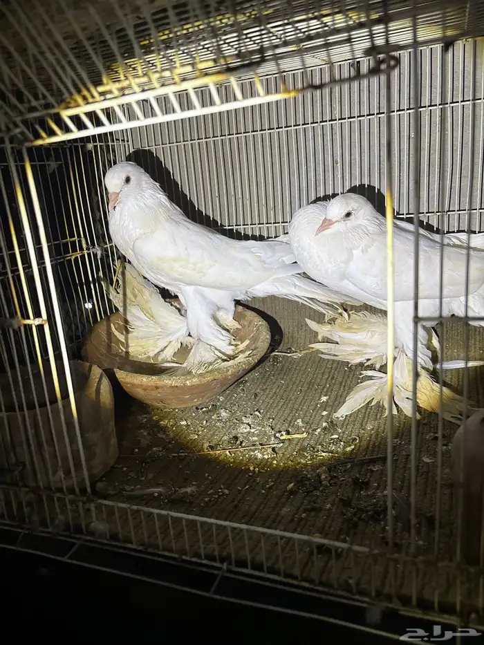 حمام ماشالله 2