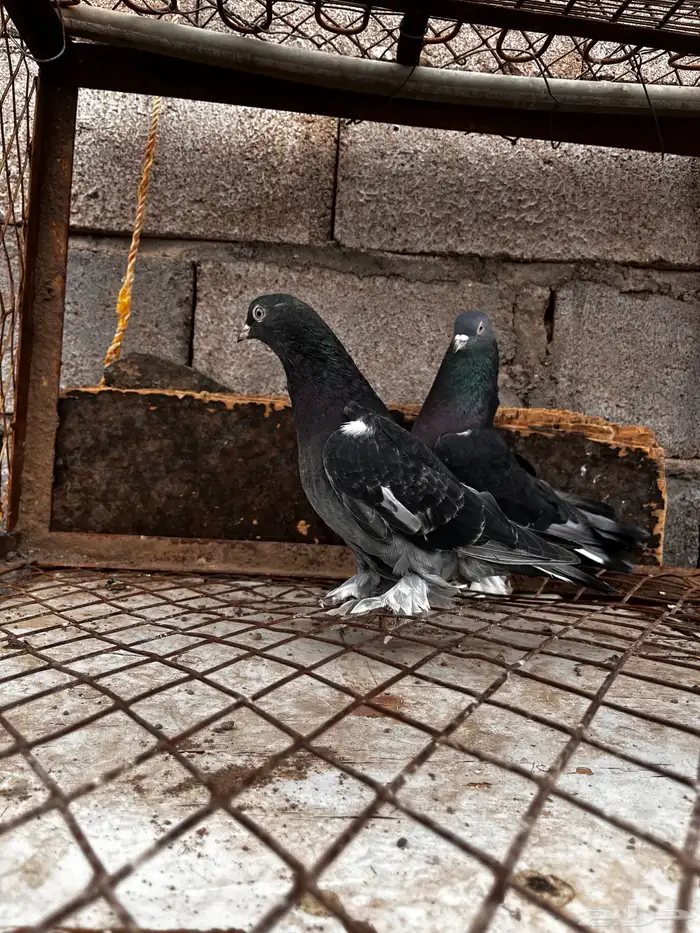 جوز تركي شنكيلي 3