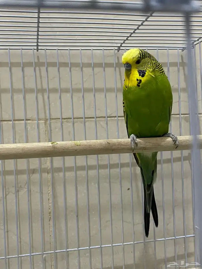 محميه للبيع 5 جواز كلها منتجه. 2