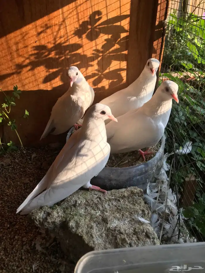 صنعاني اصيل شيبه وصوت ناعم وحجم صغير 2