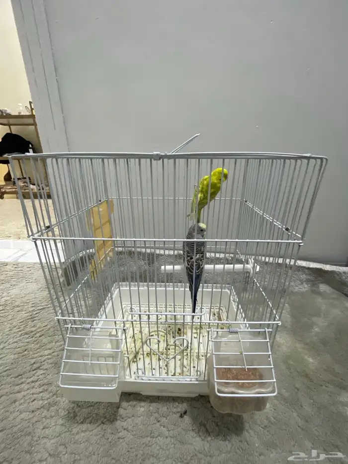 طيور بادجي ذكر وأنثى أليف جدا 0