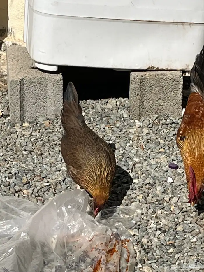 ديك بلدي نضيف يضرب مشاءالله تبارك الله اصيل 6