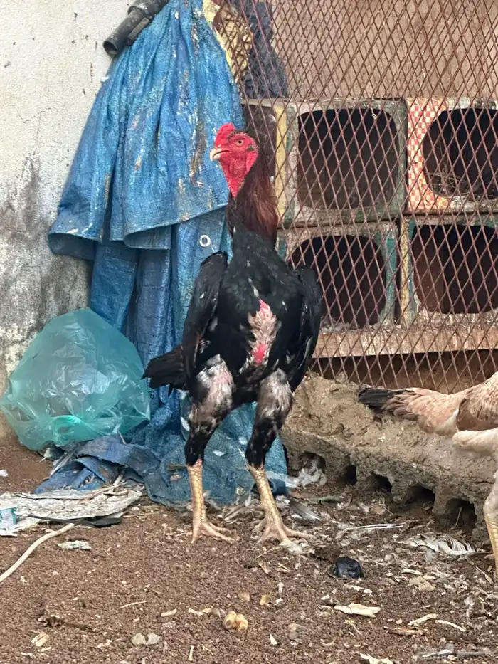 ديك شامو ياباني 0