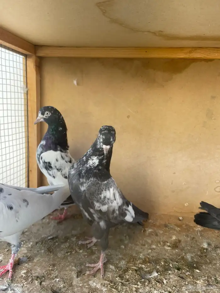 زوج تيدي مع طباته 9