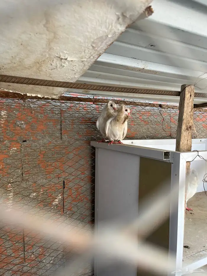 حمام بلجيكي وهندي رقاص 1