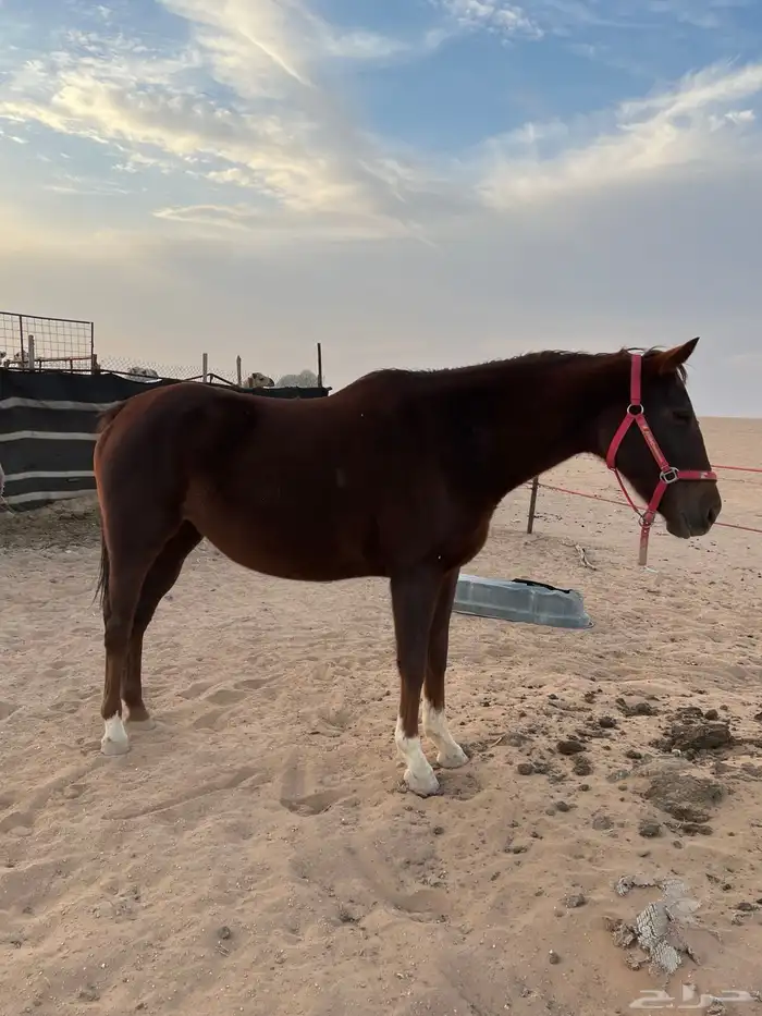 فرس انقليزيه 2