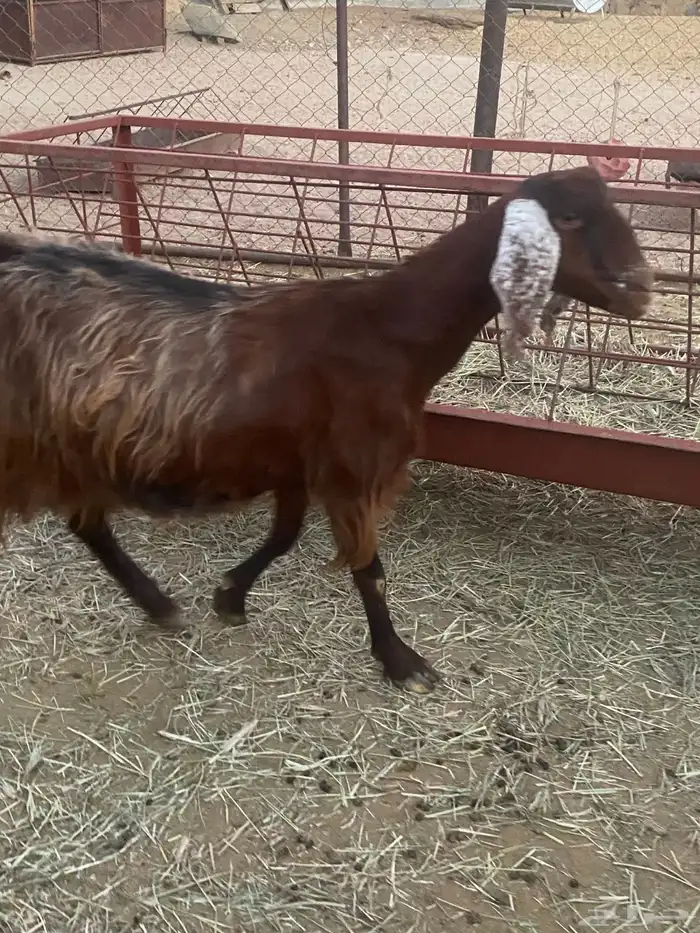 عنزين للبيع 2