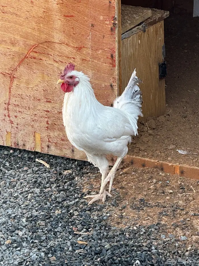 ديك اللون ابيض شرط سالم من الامراض 2