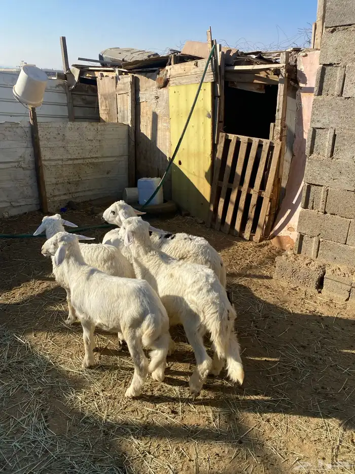 4 عروض حلال مشروطة وطيبة 16