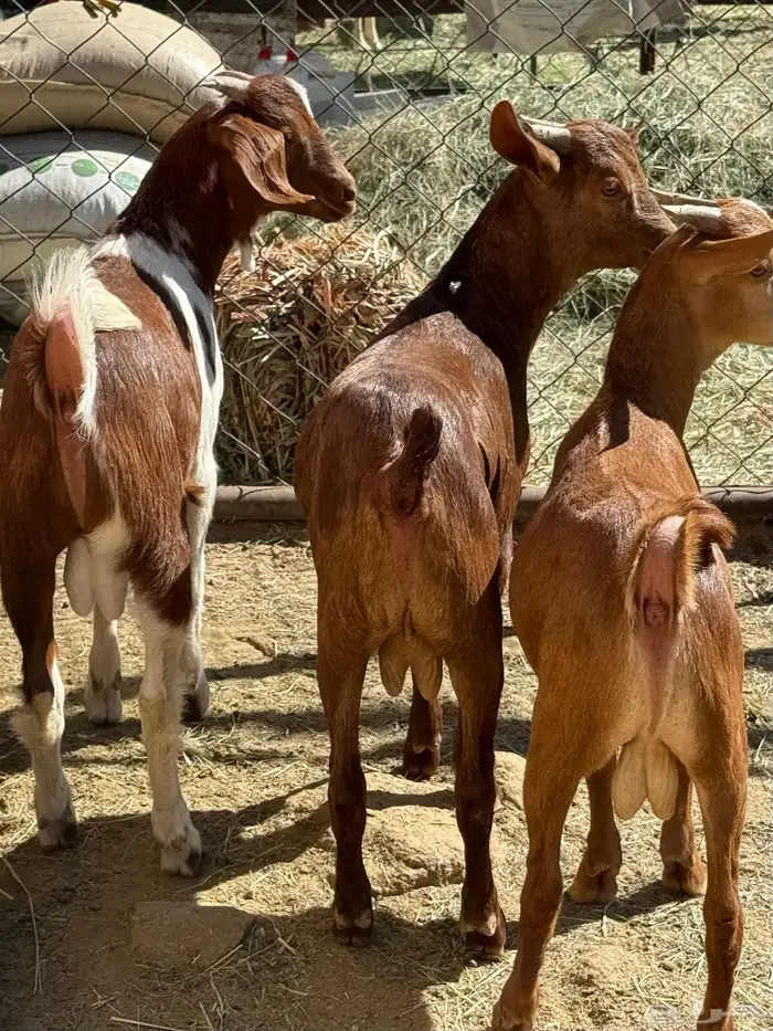 تيوس حص دهم فل شحم 0