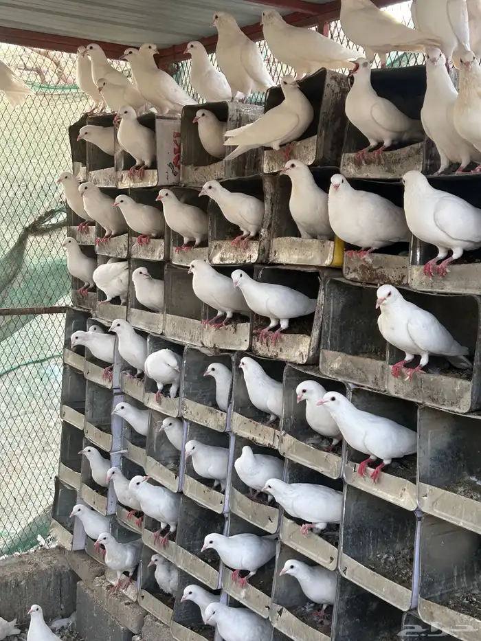 حمام فرنسي سوبر 17