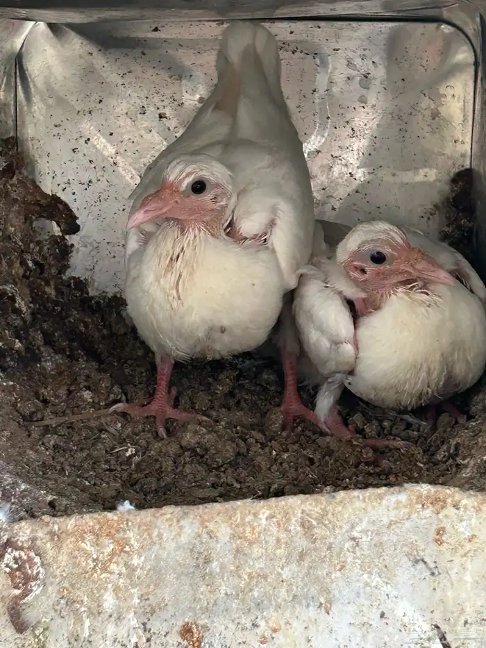 حمام فرنسي سوبر 10