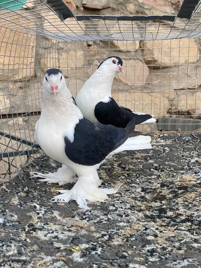 للبيع حمام 2