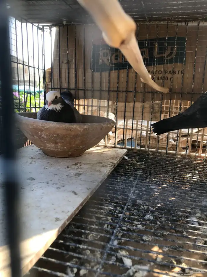 صنعاني اصيل شيبه وصوت ناعم وحجم صغير 30