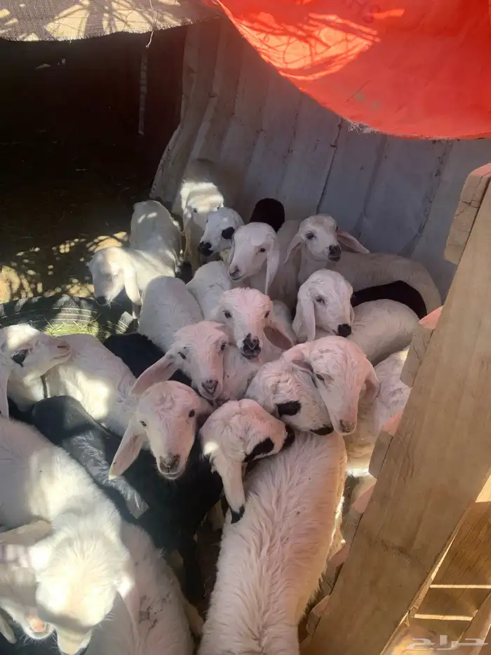 ضان اباكير متابيع 0