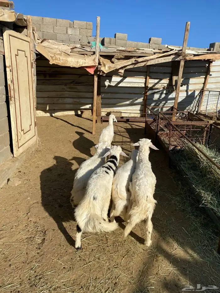 4 عروض حلال مشروطة وطيبة 13